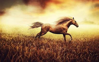 Horse Running Horses Desktop Wallpapers Stallion Cornfield