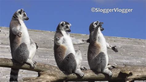 Funny Sunbathing Lemurs Youtube