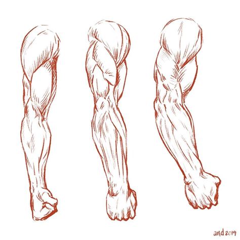 åndres on Instagram Arm muscles studies Have a great week art lovers