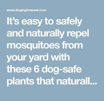 Plants That Repel Mosquitos Dog Safe 50+ Trendy Ideas | Mosquito ...