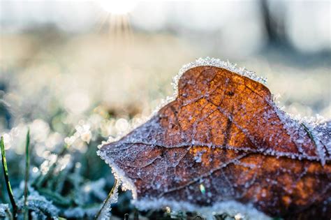 Behind The Forecast How Frost Forms