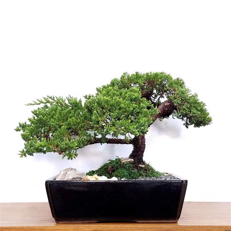 As long as you avoid extreme temperatures you can plant your juniper almost any time of the year. Specimen Japanese Juniper Bonsai - Eve's Garden Gifts