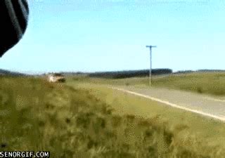 Cars Fail By Cheezburger Find Share On GIPHY