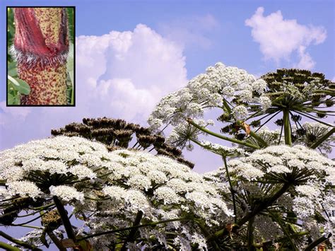 Giant Hogweed 8 Facts You Must Know About The Toxic Plant Cbs News