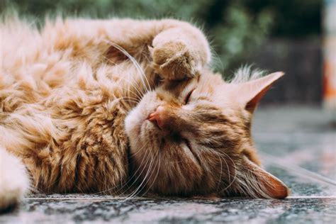 Cómo Determinar El Sexo De Un Gato Club De Mascotas