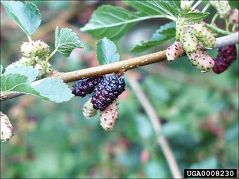 Plant ID Fruits Nuts Mulberry Florida Master Gardener Volunteer