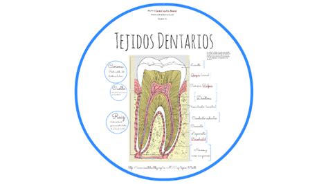Tejidos Dentarios By Yane Aguirre