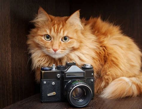 Your Cat Photographing Your Feline Friend Your Cat Cats Cat