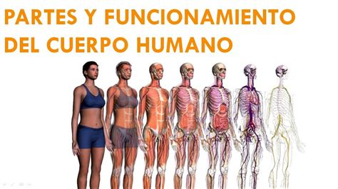 Partes Y Funcionamiento Del Cuerpo Humano Youtube