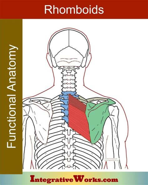 Rhomboid Major And Minor Muscles Functional Anatomy Integrative Works