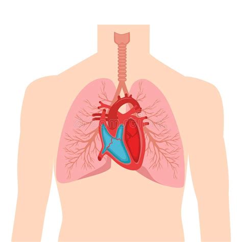 Human Body Internal Organs Diagram Male Aflam Neeeak