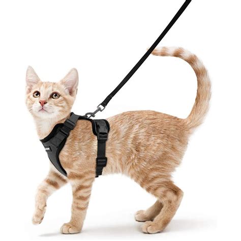 10 Safe And Comfortable Cat Harnesses Daily Paws