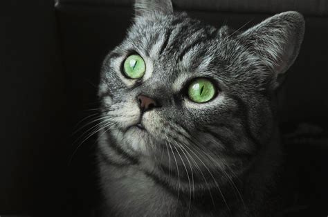 Close Up Photo Of Gray Cat With Green Eyes · Free Stock Photo