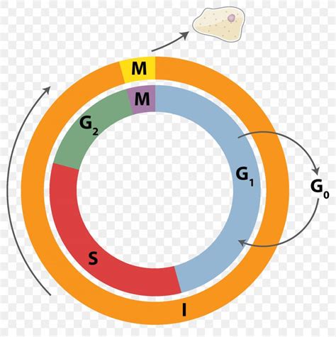 Cell Cycle Cell Division Mitosis Interphase Png 1986x1992px Cell