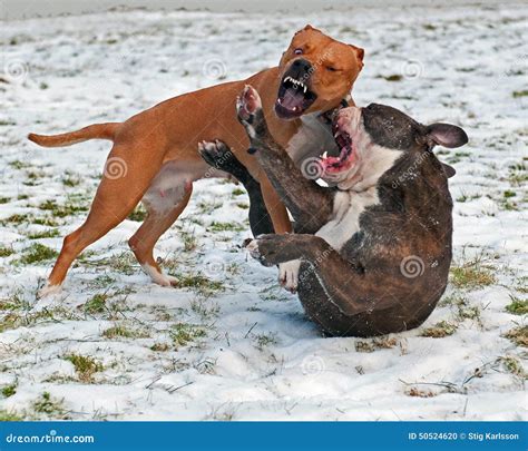 Pitbull Play Fighting With Olde English Bulldog Royalty Free Stock