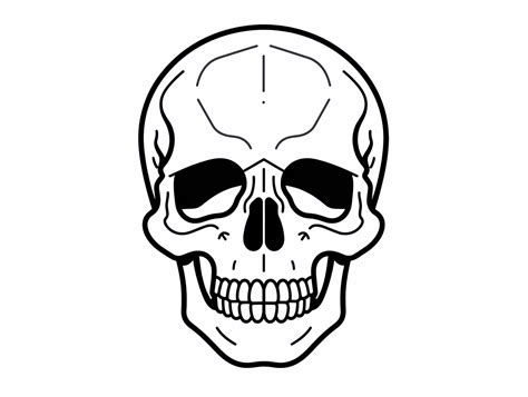 Skull Anatomy Artwork For Coloring Coloring Page