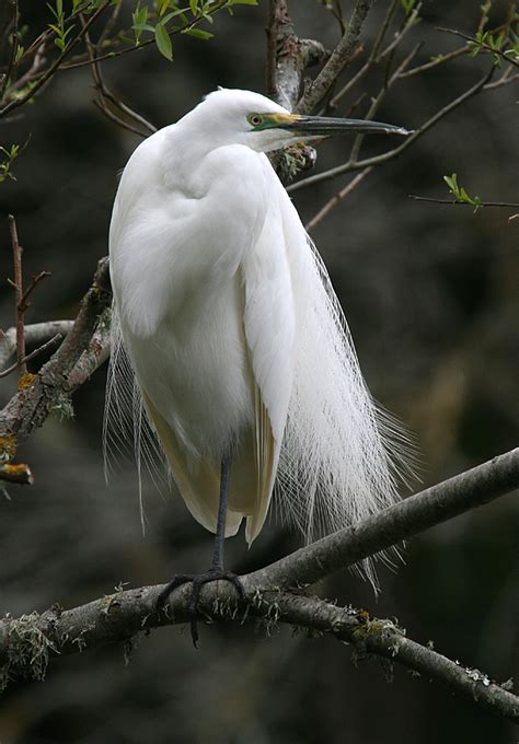 White Heron New Zealand Birds Online