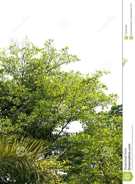 Under Tree Green Fresh Leaf Or Bush Big Size Into Abstract Shape Form