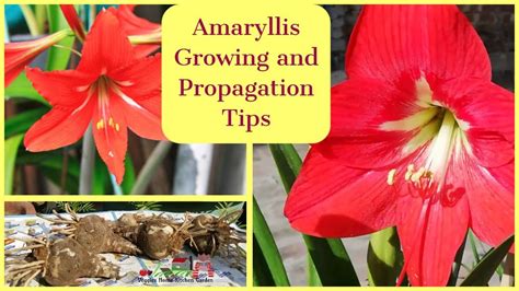 Planting Lily Bulbs A Comprehensive Guide
