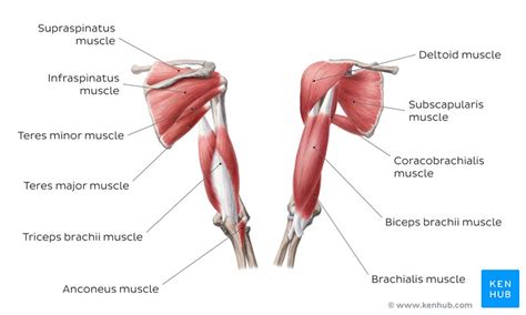Arm Muscles Diagram Labeled Shoulder Muscles Names Images And Photos
