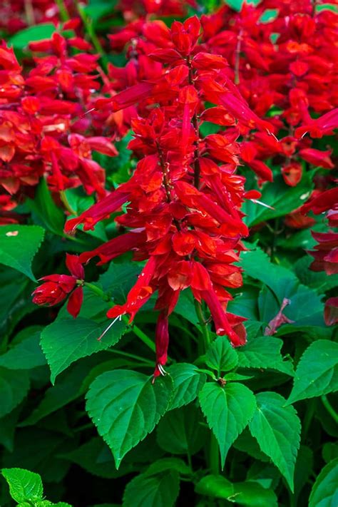 Saucy Red Salvia Southern Living Plants