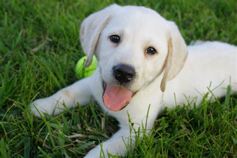 Many people like to use the coat color for naming inspiration, and there are a variety of ways to do that. Yellow lab puppy | My aunt got a new puppy! | a l i c i a m a r i e | Flickr