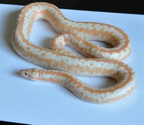 13 Cool Rosy Boa Morphs With Pictures