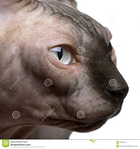 Sphynx Cat 1 Year Old Royalty Free Stock Image
