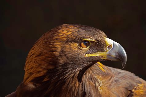 Golden Eagle Portrait 1 Photograph By Lowell Monke Fine Art America
