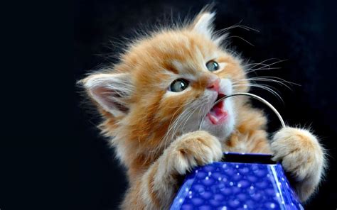 Free Download Kitten Chewing Handle Desktop Wallpaper Background
