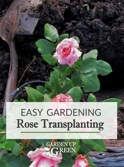 How To Transplant Roses Garden Up Green Transplanting Roses