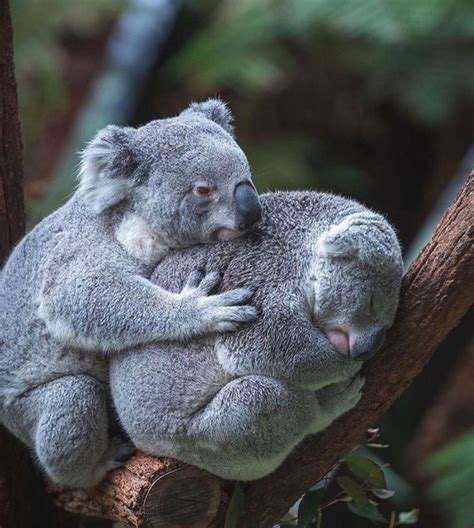 Two Koalas Cuddle Together On A Tree Branch