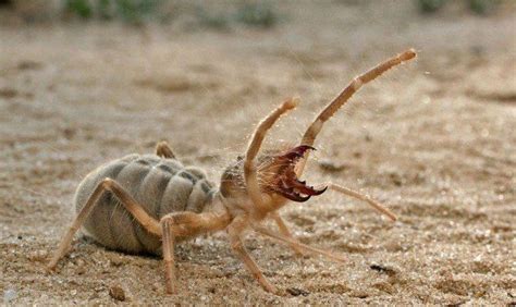 ≡ Top 8 Most Horrifying Animals That Live In The Desert Arthropods