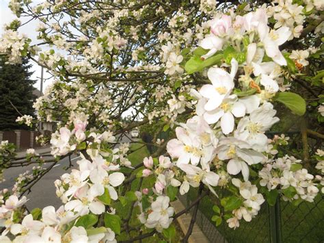 Flowering Apple Tree Free Stock Photo Public Domain Pictures