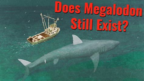 Megalodon Still Alive They Are