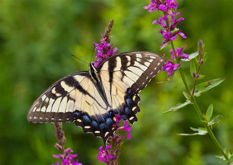 Yellow Butterfly On Purple Flower By Dancasan Photography