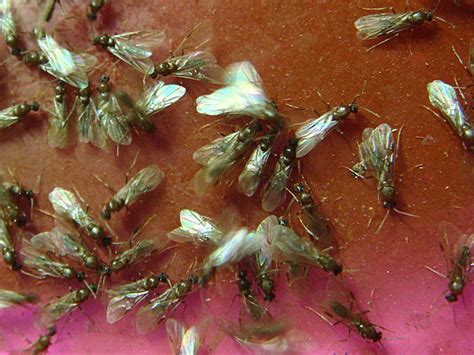 Check spelling or type a new query. Flying Ants: Are Flying Ants Attracted To Light