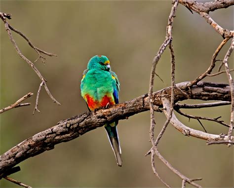 Mulga Parrot Photo By Aaardvaark On Flickr Sittich Spezies