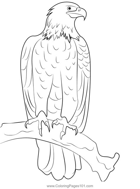 Bald Eagle Perched Coloring Page For Kids Free Hawks And Eagles