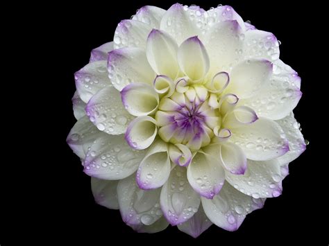 A Lavender And White Dahlia On A Black Background To Purchase Please