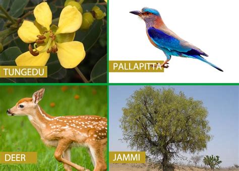 List Of Telangana State Symbols Animalflowertreebird