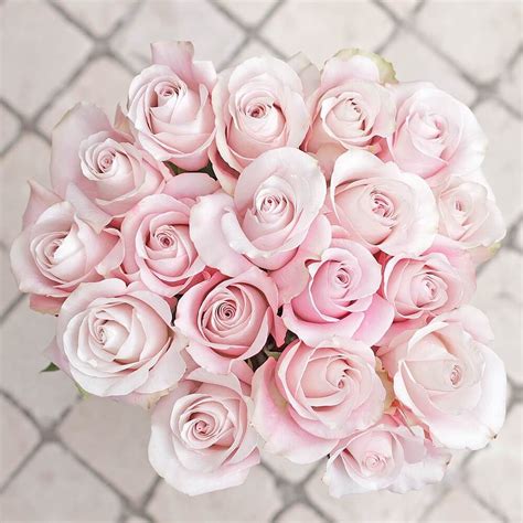 light pink rose white and pink roses pink rose bouquet pink roses bouquet valentines