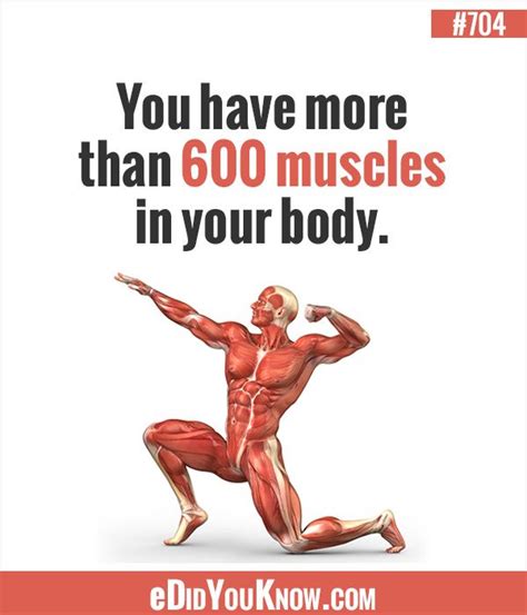 Did You Know You Have More Than 600 Muscles In Your Body Human Body