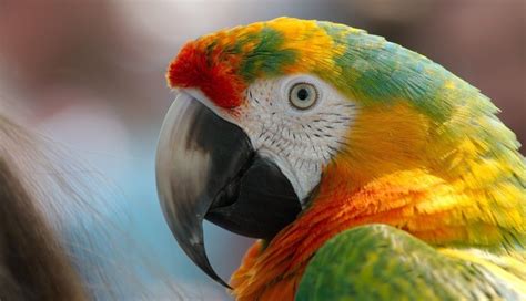 Parrots Majestic Birds Nature Documentary Hd Nature Hd Wallpaper