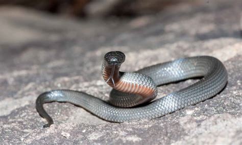 10 Venomous Snakes In Australia A Z Animals