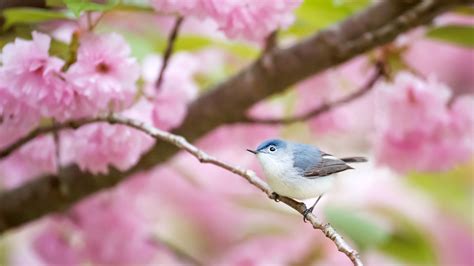 Blue Black White Bird Is Standing On Pink Blossom Flowers Tree Branch