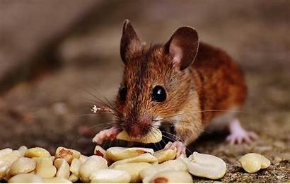 Mouse Mice Types Identification
