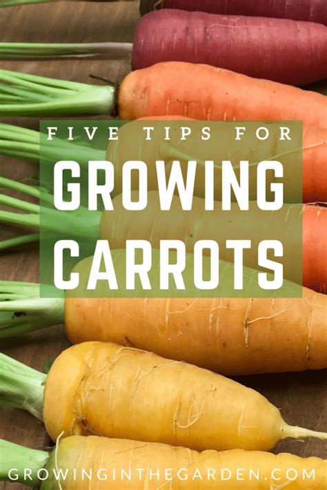 Five Tips For Growing Carrots Growing In The Garden