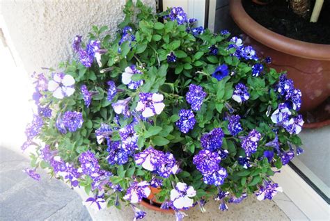 Caricato alle 01 dicembre 2018. Vaso con fiori viola Foto % Immagini| piante, fiori e ...