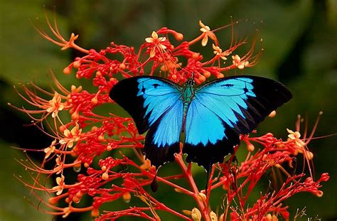 Ulysses Butterfly Papilio Ulysses Ulysses Butterfly Pap Flickr